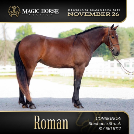 HorseID: 2285835 Roman* - PhotoID: 1062434