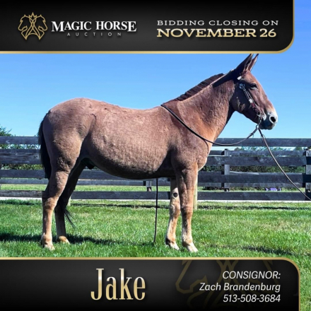 HorseID: 2285836 Jake - PhotoID: 1062436