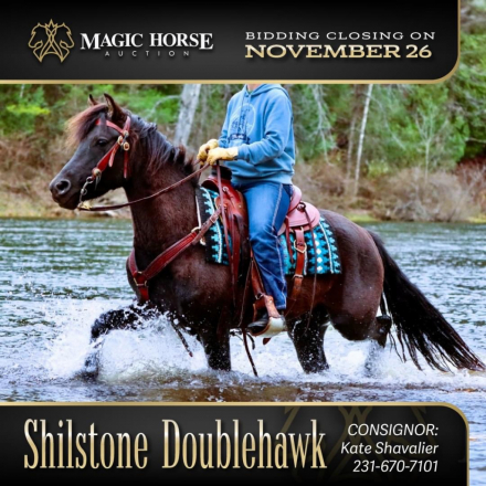 HorseID: 2285838 Shilstone Doublehawk - PhotoID: 1062438