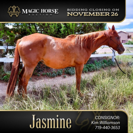 HorseID: 2285843 Jasmine - PhotoID: 1062452