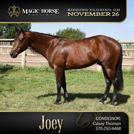 HorseID: 2285846 Joe Commands Cash - PhotoID: 1062459