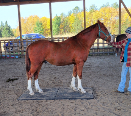 HorseID: 2285850 Firecracker - PhotoID: 1062468