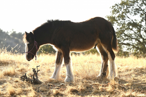 HorseID: 2285864 Spirit of the West - PhotoID: 1062481