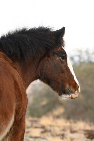 HorseID: 2285864 Spirit of the West - PhotoID: 1062482