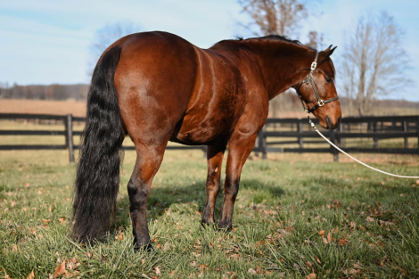 HorseID: 2285906 Watch Video! Family Friendly Friesian Cross - PhotoID: 1062537