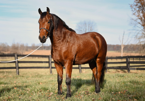 HorseID: 2285906 Watch Video! Family Friendly Friesian Cross - PhotoID: 1062538