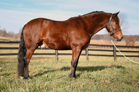 HorseID: 2285906 Watch Video! Family Friendly Friesian Cross - PhotoID: 1062539