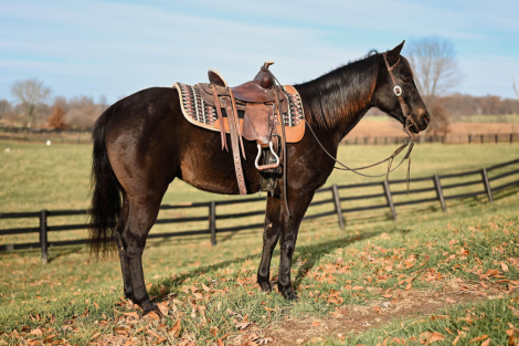 HorseID: 2285908 Watch Video! Kid Friendly Quarter PONY - PhotoID: 1062542