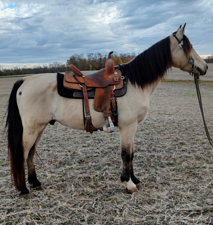 HorseID: 2285963 Cisco - PhotoID: 1062576