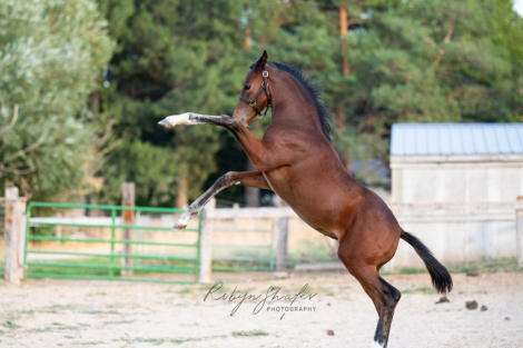 HorseID: 2285964 Francisco WGF - PhotoID: 1062579