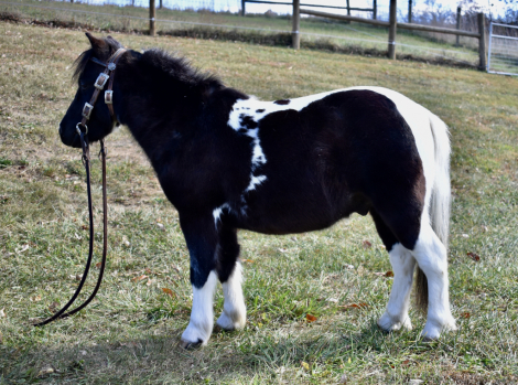 HorseID: 2285970 Apache - PhotoID: 1062593