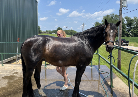 HorseID: 2286001 Itaglio Rain Dancer - PhotoID: 1062656