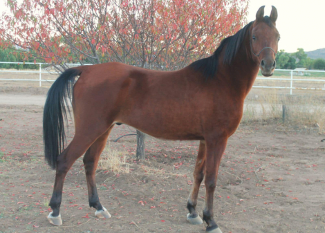 HorseID: 2286005 VETO PA - PhotoID: 1062659