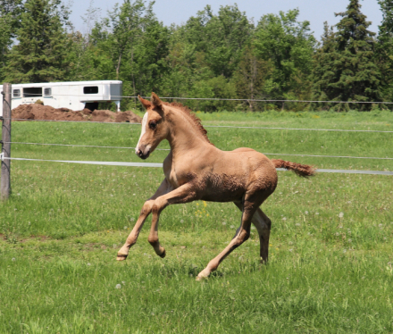 HorseID: 2286008 Branley Ash Galileo - PhotoID: 1062669