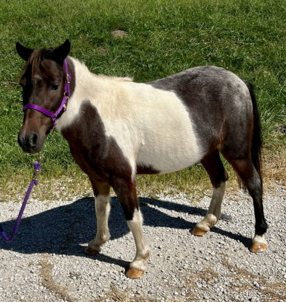 HorseID: 2286033 Poppy - PhotoID: 1062699