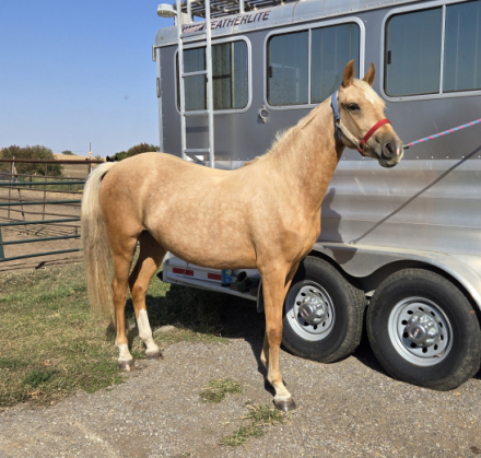 HorseID: 2286059 Loess Hills Totally Gold - PhotoID: 1062737