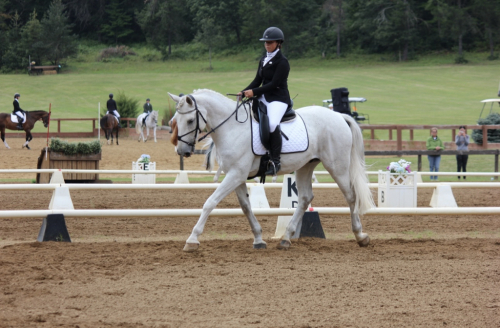 HorseID: 2286062 CMF Reigning Diamonds - PhotoID: 1062740