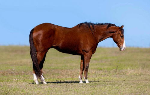 HorseID: 2286081 A Big Wagon Wheel NTL - PhotoID: 1062793