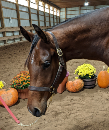 HorseID: 2286127 STS Coco Tradition Reg APHA Solid Paint-Bred Mare - PhotoID: 1062844