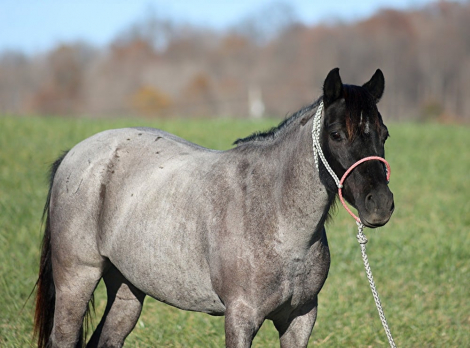 HorseID: 2286140 A Blueberrry Muffin - PhotoID: 1062863