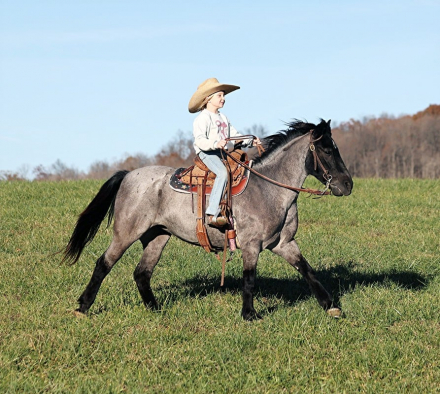 HorseID: 2286140 A Blueberrry Muffin - PhotoID: 1062864