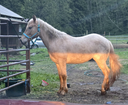 HorseID: 2286142 Rogue - PhotoID: 1062950