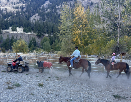 HorseID: 2286158 BUENO BAY APACHE - PhotoID: 1062890