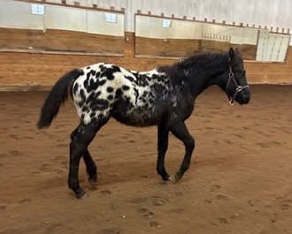 HorseID: 2286166 Sedona's Little Sjoerd - PhotoID: 1062899