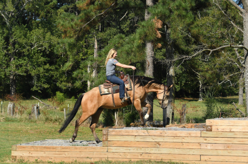 HorseID: 2286171 Dutton - PhotoID: 1062907