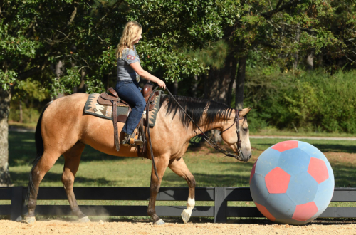 HorseID: 2286171 Dutton - PhotoID: 1062909