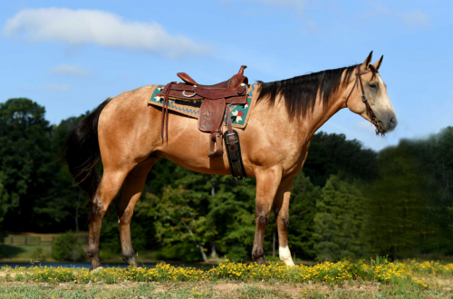 HorseID: 2286171 Dutton - PhotoID: 1062910