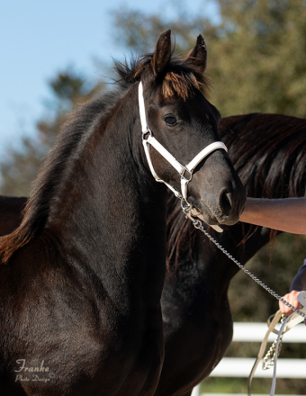 HorseID: 2286177 KFPS Friesian Colt, Alagar fan SSH - PhotoID: 1062914