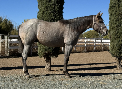 HorseID: 2286243 Lil Bit Hazey AQHA - PhotoID: 1062995