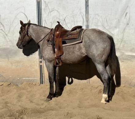 HorseID: 2286243 Lil Bit Hazey AQHA - PhotoID: 1062996