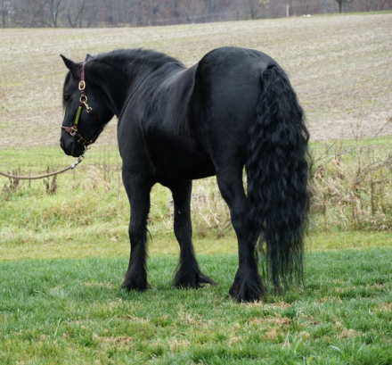 HorseID: 2286246 Laurelhighland Dancer - PhotoID: 1062999