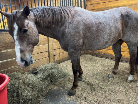 HorseID: 2286258 Dusty Doc Apples - PhotoID: 1063013