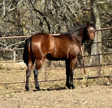 HorseID: 2286263 One Famous Raptor - PhotoID: 1063092