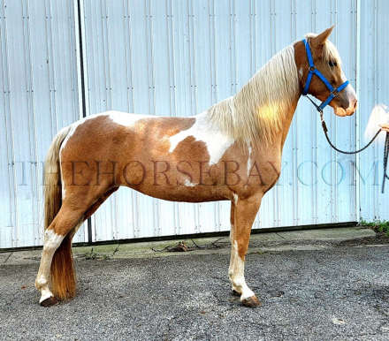 HorseID: 2286274 Daisy Mae - PhotoID: 1063028