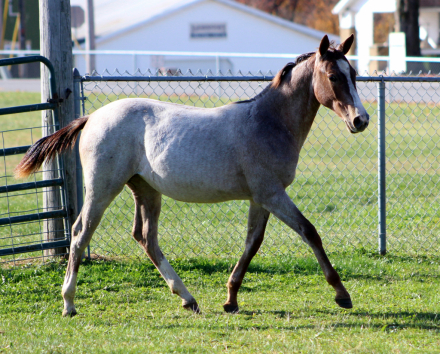 HorseID: 2286285 Raynes Little Kitty - PhotoID: 1063047