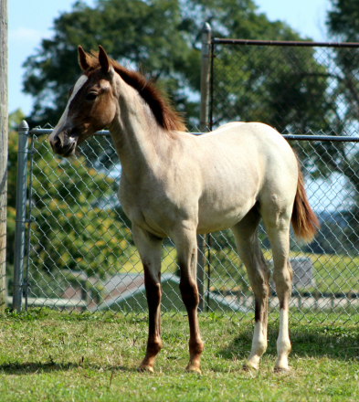 HorseID: 2286285 Raynes Little Kitty - PhotoID: 1063050