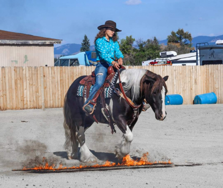 HorseID: 2286298 Fantasy Feather Silver Strike - PhotoID: 1063059