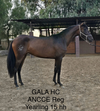 HorseID: 2286330 Gala HC - PhotoID: 1063105