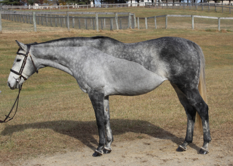 HorseID: 2286340 Lightning Lou - PhotoID: 1063110