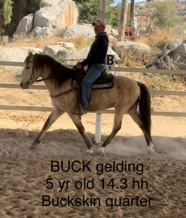 HorseID: 2286353 Buck - PhotoID: 1063116