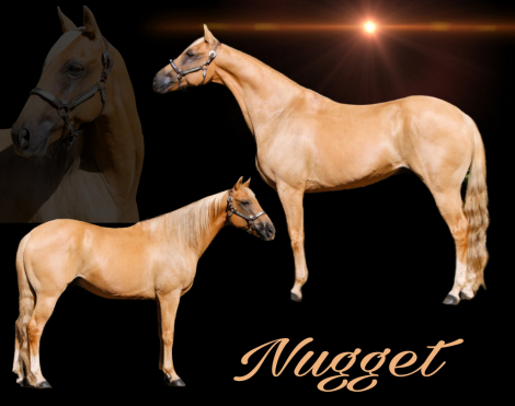 HorseID: 2286362 Nugget - PhotoID: 1063127