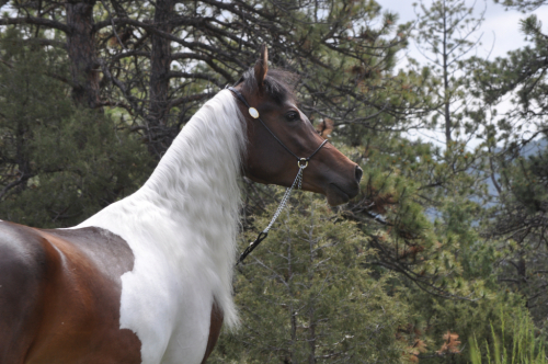 HorseID: 2286381 ESH California Dream - PhotoID: 1063145