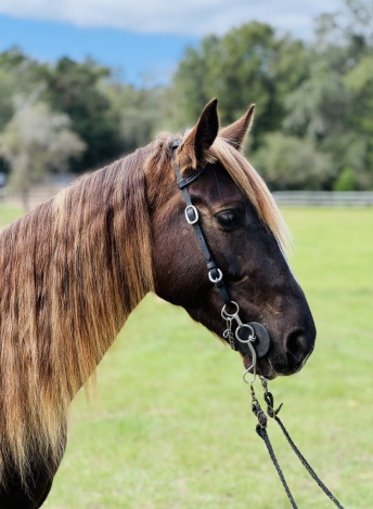 HorseID: 2286399 DMF Dappled Indigo Lady - PhotoID: 1063170