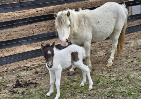 HorseID: 2286401 Maple Woods Hawks Chloe - PhotoID: 1063172