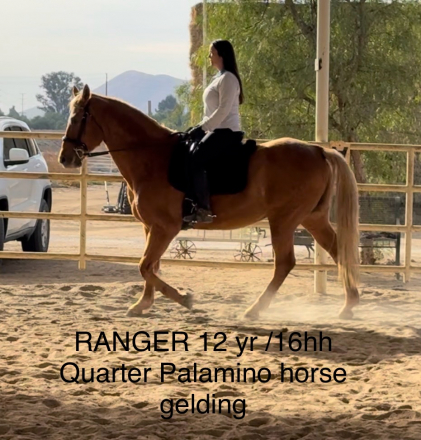 HorseID: 2286403 Ranger - PhotoID: 1063173