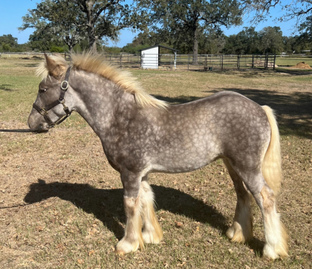 HorseID: 2286408 SHL Cobalt Blue - PhotoID: 1063176